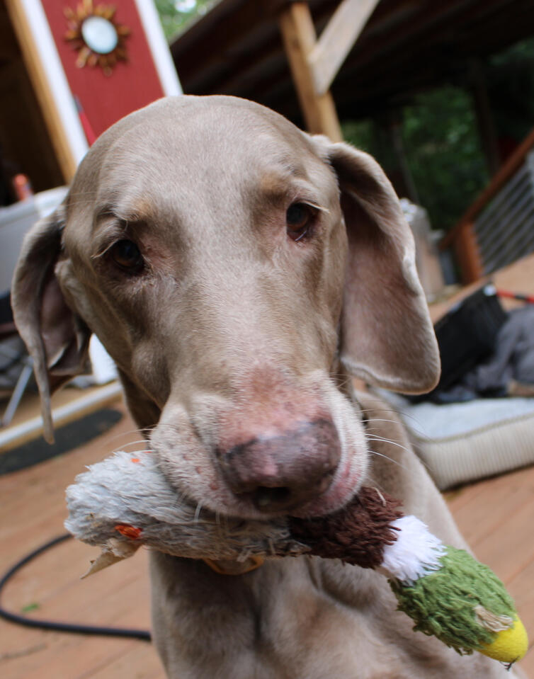 Tucker