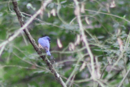 Back Yard Blue Jay