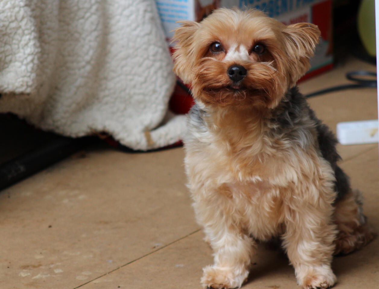 Teddy
